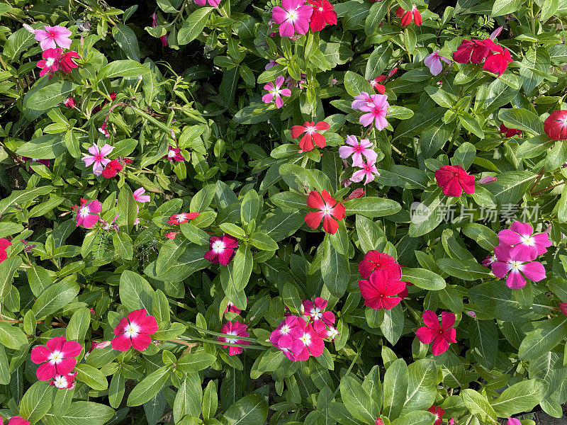 粉红色开花的Sadabahar /马达加斯加长春花植物(Catharanthus roseus)生长在花盆中，展示在花园中心，绿色叶子背景，重点在前景，高架视图